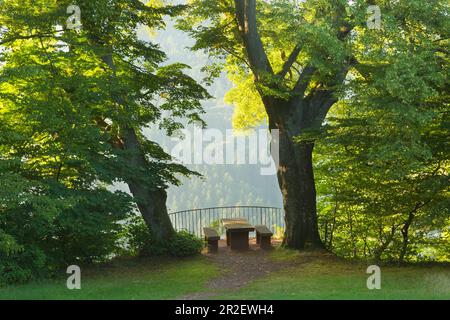 Limettenbäume am Aussichtspunkt Elisensitz an der Klause bei Kastel-Staadt, Saar, Rheinland-Pfalz, Deutschland Stockfoto