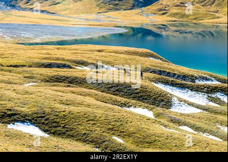 Ein Mann geht mit einem Hund über grüne Hügel in Richtung Graubünden Mountain Lake. Lai da RIMS. Die Schweiz. Graubünden, Europa Stockfoto