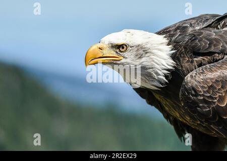 Nahaufnahme des Adlerkopfes in den Bergen von Vancouver, Kanada Stockfoto