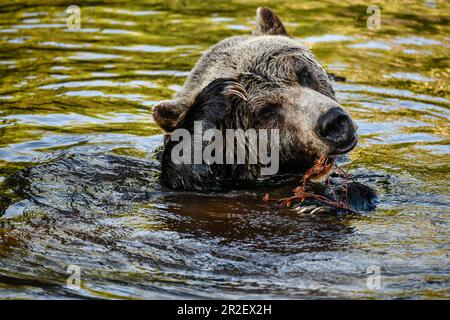Bär liegt im Wasser und kratzt sich am Kopf. Heines; Alaska; Kanada; Nordamerika. Stockfoto