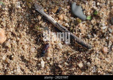 Die Riesenblutbiene streift auf der Sandy Meadow Stockfoto