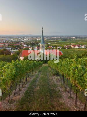 Blick auf Gumpoldskirchen, St. Michael Kirche, Thermenregion, Niederösterreich, Österreich Stockfoto