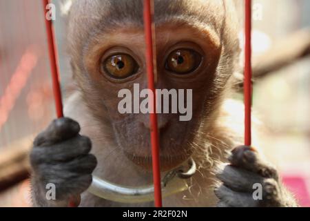 Yogyakarta, Indonesien. 19. Mai 2023. Langschwanzmakaken (Macaca fascicularis) werden auf einem Tiermarkt in Yogyakarta verkauft. Gemäß der Roten Liste der Internationalen Union für Naturschutz (IUCN) werden Langschwanzmakaken und Schweineschwanzmakaken offiziell als in freier Wildbahn vom Aussterben bedroht erklärt. Aber in Indonesien geht das Leiden dieser Arten weiter, da sie noch immer nicht geschützt sind. Babyaffen werden aus dem Wald genommen, indem sie ihre Mütter töten und auf dem Tiermarkt gehandelt werden. (Kreditbild: © Angga Budhiyanto/ZUMA Press Wire) NUR REDAKTIONELLE VERWENDUNG! Nicht für den kommerziellen GEBRAUCH! Stockfoto