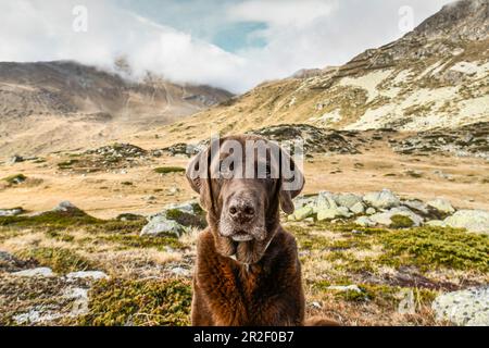 Brown Labrador befindet sich in der kargen Berglandschaft am Julier Pass, Graubünden, Schweiz Europa. Stockfoto