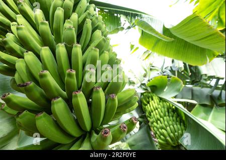 Bananenplantage in Tazacorte, La Palma, Kanarische Inseln, Spanien, Europa Stockfoto