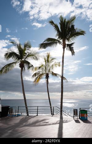 Palmen an der Promenade von Puerto Naos, La Palma, Kanarische Inseln, Spanien, Europa Stockfoto