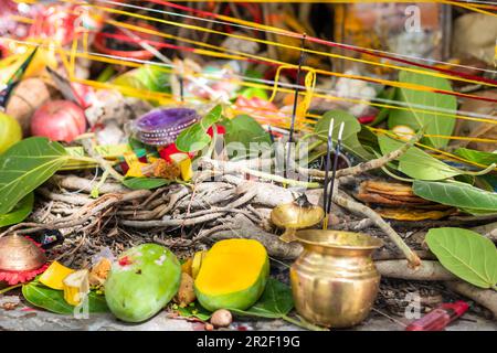 Prasadam wird für die hinduistische Religion des banyan-Baumes am Tag auf dem Vat savitri aufbewahrt Stockfoto