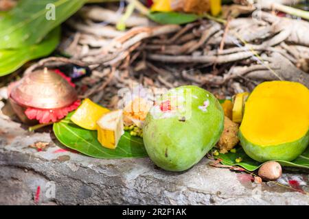 Prasadam wird für die hinduistische Religion des banyan-Baumes am Tag auf dem Vat savitri aufbewahrt Stockfoto