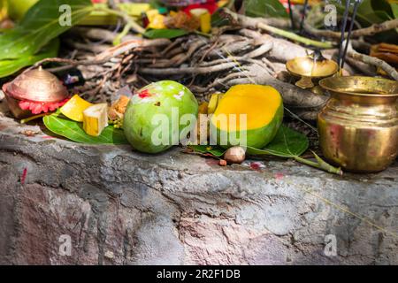 Prasadam wird für die hinduistische Religion des banyan-Baumes am Tag auf dem Vat savitri aufbewahrt Stockfoto