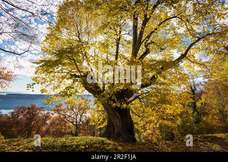 Großblättriger Kalk (Tilia platyphyllos) im Herbst, Haldenhof, bei Sipplingen, Überlingen, Bodensee, Baden-Württemberg, Deutschland Stockfoto