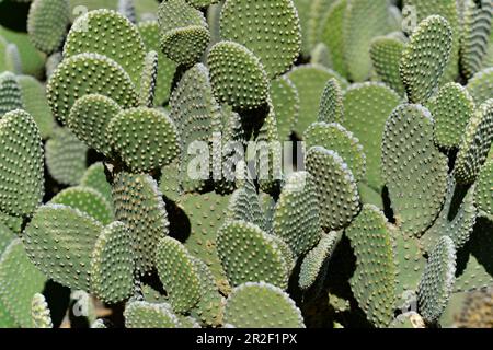 Nahaufnahme von Kakteen im Sonnenlicht in Malibu, Kalifornien, USA Stockfoto