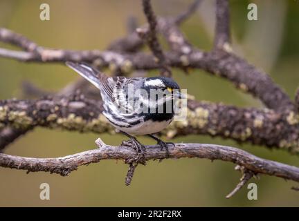 Ein wunderschöner erwachsener männlicher Black-throated Gray Warbler sitzt auf einem verwitterten Zweig in einer Wildnis der Colorado Rocky Mountains. Stockfoto