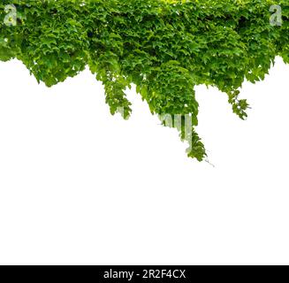 Efeu mit üppigen grünen Blättern, Virginia-Kriecher, wilde Kletterweine als oberer Rahmen, isoliert auf Weiß mit Schnittpfad Stockfoto