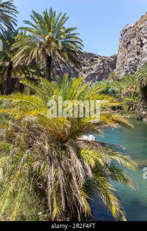 Palmenhain am Fluss hinter dem Palmenstrand von Preveli im Sommer, Zentral Kreta, Griechenland Stockfoto