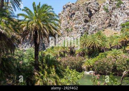 Palmenhain am Fluss hinter dem Palmenstrand von Preveli im Sommer, Zentral Kreta, Griechenland Stockfoto