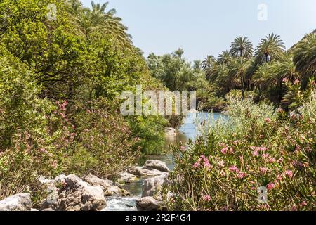 Palmenhain am Fluss hinter dem Palmenstrand von Preveli im Sommer, Zentral Kreta, Griechenland Stockfoto