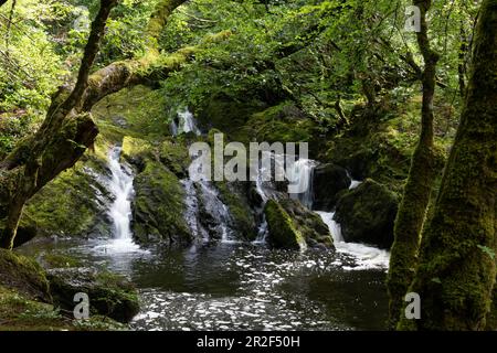 Wasserfall auf dem Canrooska River, Glengarriff Nature Reserve, County Cork, Irland Stockfoto