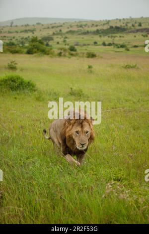 Männlicher Löwe in der Savanne, Safari, Nationalpark, Masai Mara, Maasai Mara, Serengeti, Kenia Stockfoto