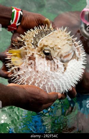 Puffern Sie Fische auf der Blue Safari durch die Mangroven von Mida Creek, Watamu, Malindi, Kenia Stockfoto