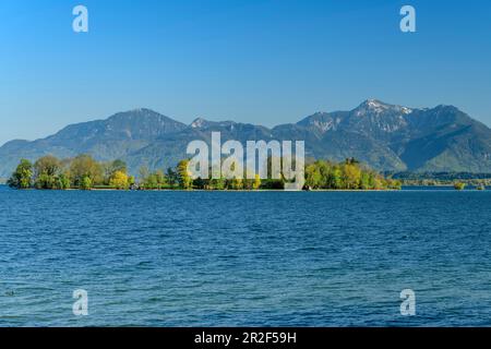 Blick auf Chiemsee und Krautinsel mit Hochfelln und Hochgern im Hintergrund, Chiemsee, Chiemseeradweg, Chiemgau, Oberbayern, Bayern, Deutschland Stockfoto