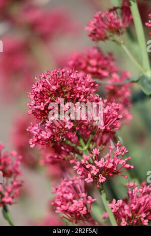 Roter Valerian in einem Vorgarten Stockfoto