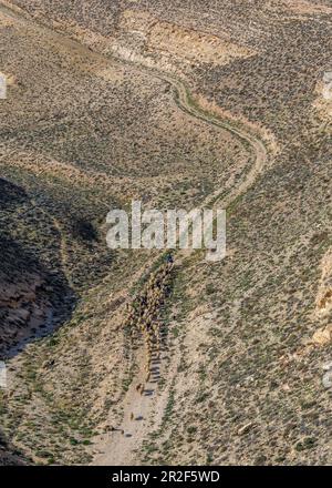 Ein jordanischer Hirte treibt seine Herde durch die hügelige Landschaft von Shoubak, Jordanien Stockfoto