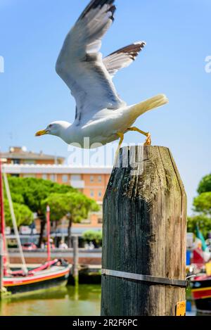 Möwe im Hafen von Caorle, Veneto, Italien Stockfoto