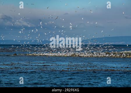 Hunderte südamerikanischer Seerne (Sterna hirundinacea) fliegen von einer Landzunge am Rande des Ozeans, Isla Magdalena, Magallanes y de la A, in die Luft Stockfoto