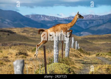 Ein Guanaco (Lama guanicoe) springt leicht über einen Drahtzaun in einer hügeligen Gegend, Torres del Paine National Park, Magallanes y de la Antartica Chilena, Patag Stockfoto