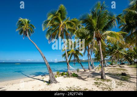 Leere Hängematten umgeben von Palmen an einem sonnigen Strand verführen den Besucher, Malolo Lailai Island, Mamanuca Inseln, Fidschi, Südpazifik Stockfoto