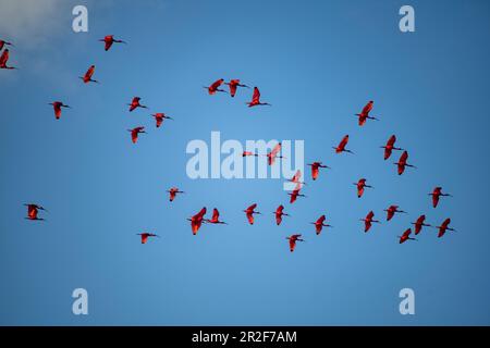 Eine Schar scharlachrote Ibisen (Eudocimus ruber) fliegt gegen einen überwiegend blauen Himmel, Caroni Bird Sanctuary, Trinidad, Trinidad und Tobago, Karibik Stockfoto