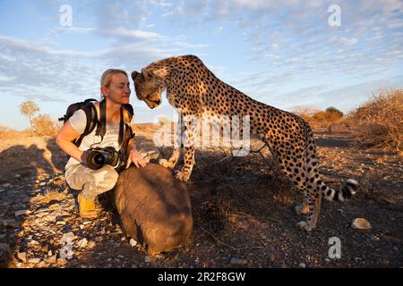 Touristischer und zahmer junger Gepard, Acinonyx jubatus, Kalahari-Becken, Namibia Stockfoto