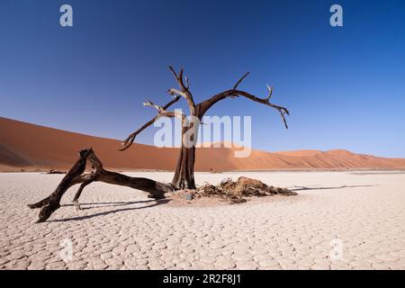 Tote Akazien in Deadvlei, Namib Naukluft Park, Namibia Stockfoto
