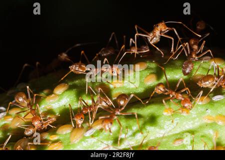 Ameisen auf Kakaofrucht, Formicidae, Kimbe Bay, New Britain, Papua-Neuguinea Stockfoto
