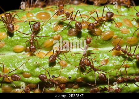 Ameisen auf Kakaofrucht, Formicidae, Kimbe Bay, New Britain, Papua-Neuguinea Stockfoto