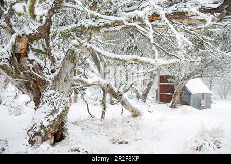 Könnte in einem Schnee-Eukalyptuswald in der Nähe von Dinner Plain, Alpine National Park, Victoria, Australien sein Stockfoto