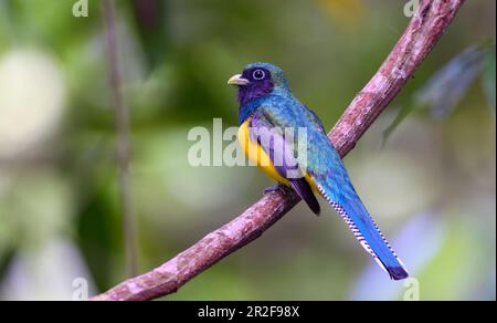 Gartered Trogon (Trogon caligatus, männlich) aus Las Arrieras, Sarapiqui, Costa Rica. Stockfoto