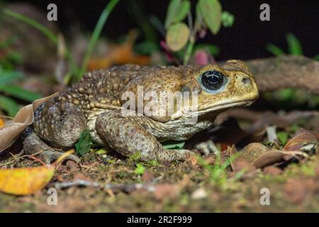 Zuckerrohrkröte (Rhinella Marina) von Laguna Lagarto, Costa Rica. Stockfoto