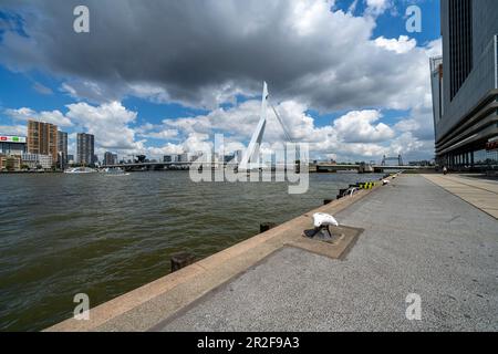 Blick über die Nieuwe Maas zur Erasmus-Brücke, Rotterdam, Holland. Stockfoto