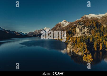 Herbstwald am Lake Sils in der oberen Engadine, St. Moritz in der Engadine, Schweiz, Europa Stockfoto