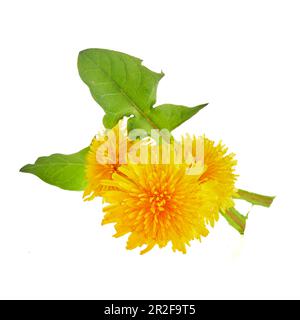 Löwenzahnblüten mit Löwenzahnblatt isoliert auf weißem Hintergrund. Stockfoto