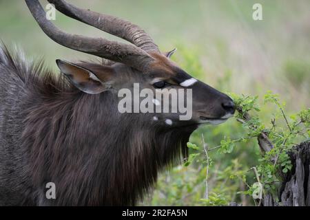 Nyala (Tragelphus angasii), Buck, Inyati Game Reserve, Kruger National Park, Mpumalanga, Südafrika Stockfoto