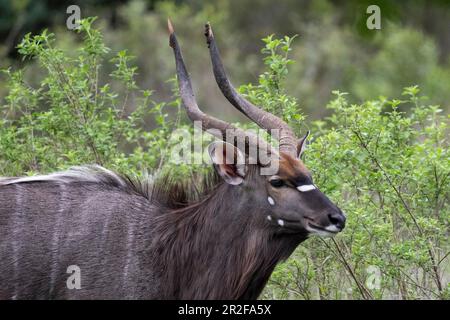 Nyala (Tragelphus angasii), Buck, Inyati Game Reserve, Kruger National Park, Mpumalanga, Südafrika Stockfoto