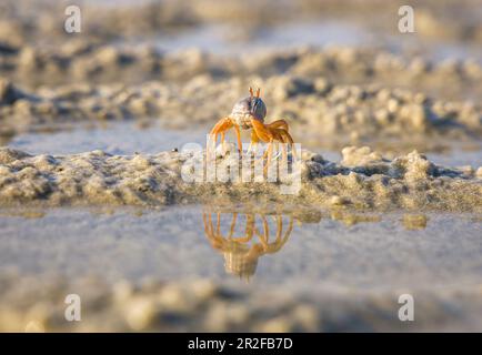 Krabben spiegeln sich bei Ebbe im Wasser in Buffalo Bay, Koh Phayam. Thailand Stockfoto