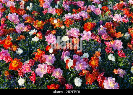 Tulpen (Tulpen) und Forget-me-nots (Myosotis sylvatica) im Blumenbeet, Langenargen, Bodensee, Baden-Württemberg, Deutschland Stockfoto