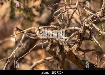 Gesellige Weber (Philetairus socius), Gondwana Private Reserve am Rand der Diamond Barrier Area, Klein-aus, Succulent Karoo, Namibia Stockfoto