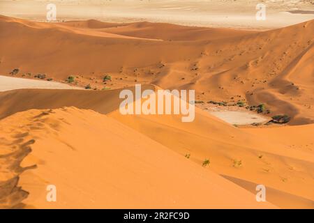 Blick über die Dünen der Sossusvlei vom Gipfel der Big Daddy Dune, Sossusvlei, Sesriem, Namibia Stockfoto