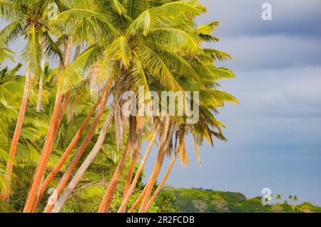 Palmen und üppige tropische Vegetation auf einer unbewohnten Insel, Fidschi Stockfoto