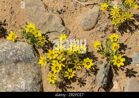 Oranje, Ai-Ais-Richterveld Transfrontier Park, Aussenkehr, Namibia Stockfoto