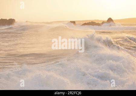 Riesige Wellen bei Sonnenaufgang während des Sturms Ciara wütet auf Cap de la Hague, Auderville, Cotentin Halbinsel, Normandie Stockfoto